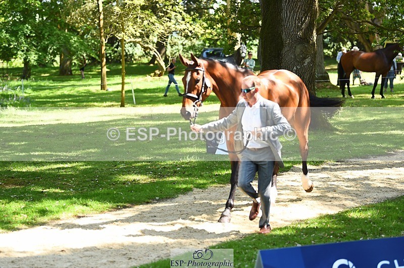 230524-151104-00110 - 312-J'ADORE_SALSA-Michael_Owen-WEDTrotUp+DR