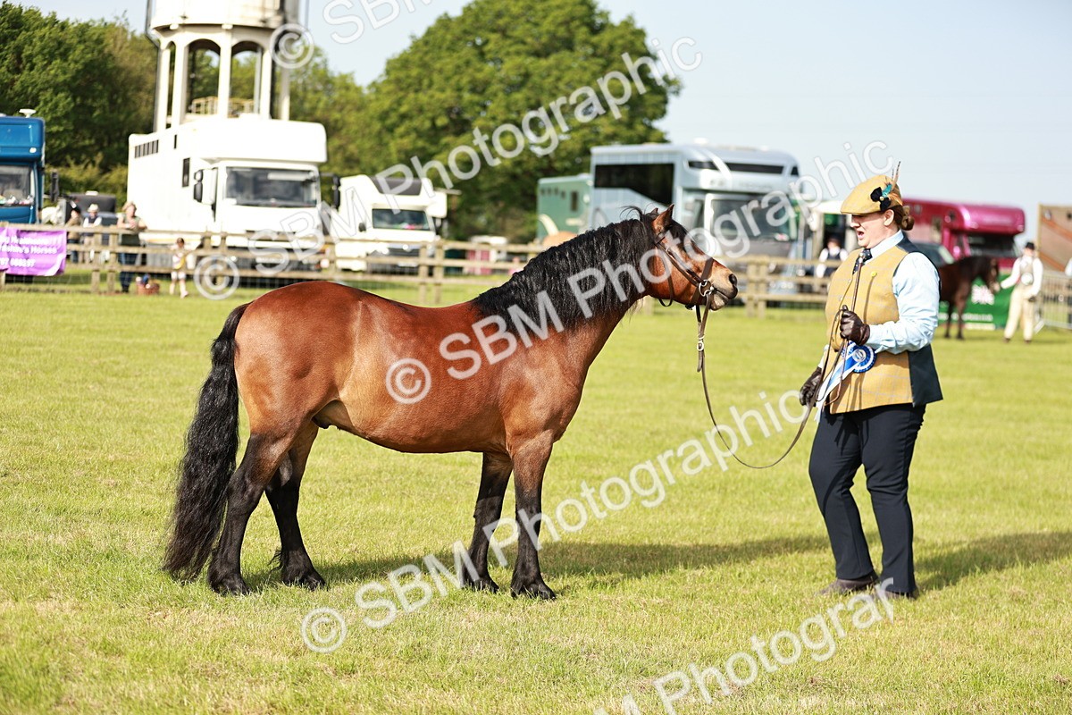 SBM_00610 - Class 14-23 - Mountain & Moorland In Hand Non Welsh