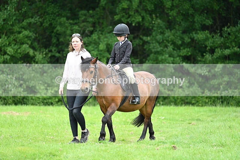 WJ7_3834 - Class 14A Handsome Gelding
