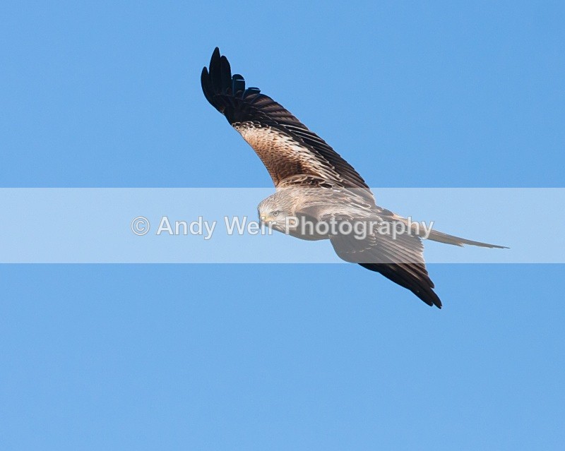 20100130-IMG_2628 164 - Red Kite
