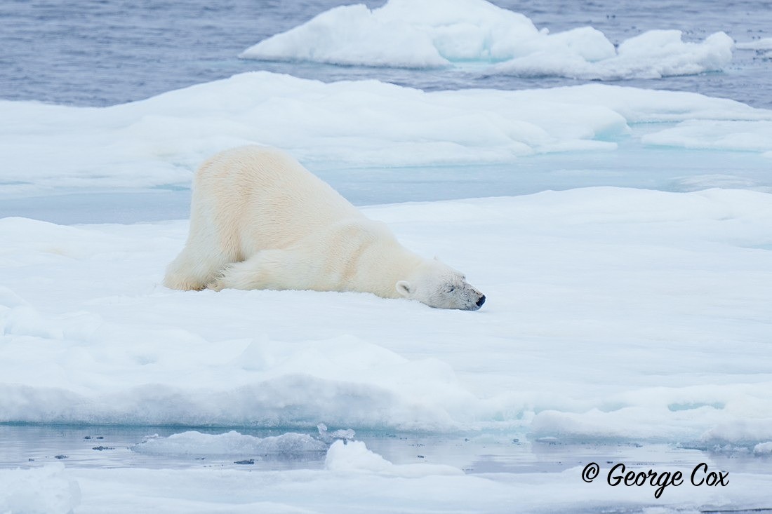 Polar Bear nose slide - Svalbard - Realm of the Polar Bear