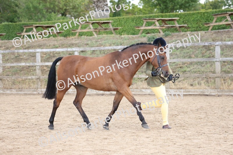 20260831-2362 - Class 9 - Show Pony and Show Hunter