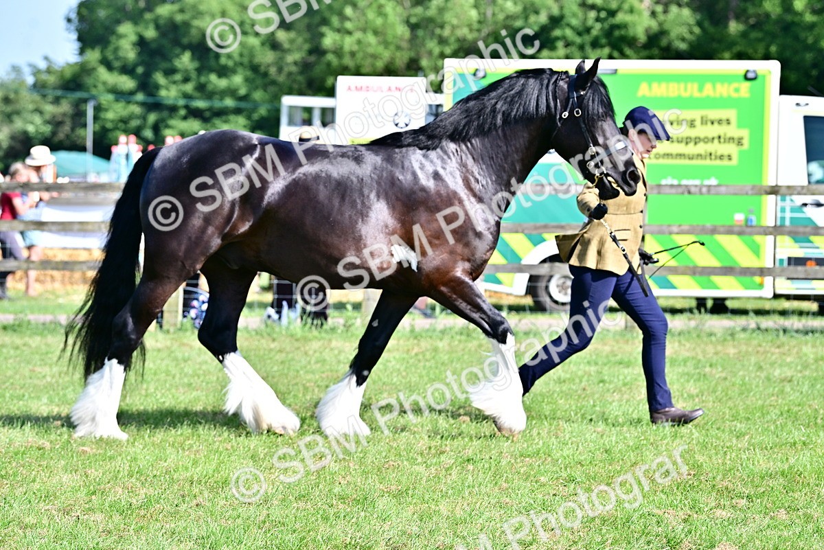 SBM_10022 - Class 63-65 - Traditional Gypsy Cobs In Hand & Ridden