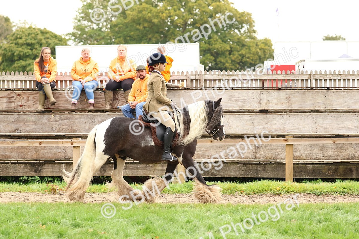 SBM_59898 - S36 - Rehabiliated Rescue Horse & Pony In Hand & Ridden