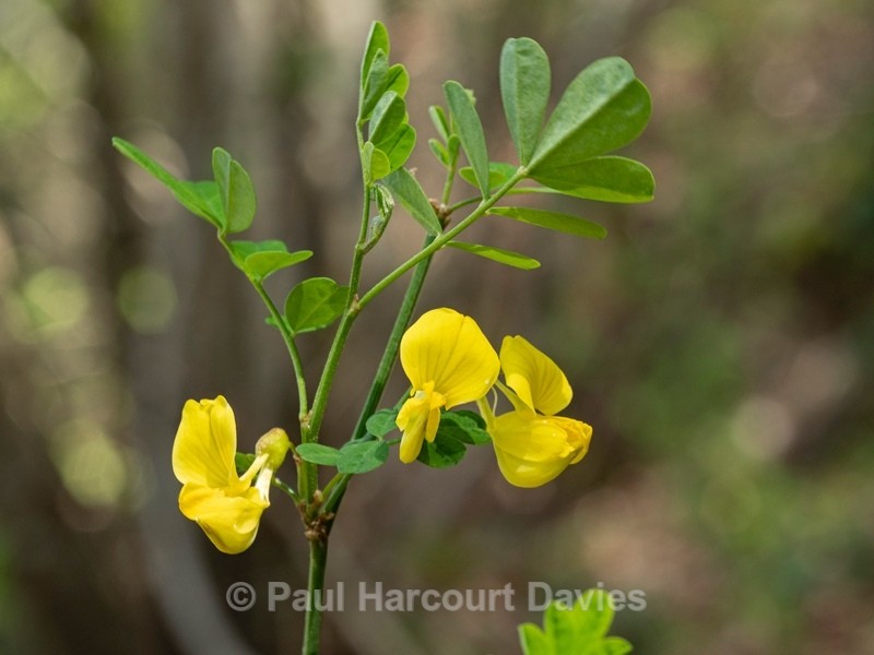 Scorpion-senna (Hippocrepis emerus) - Flower Portraits