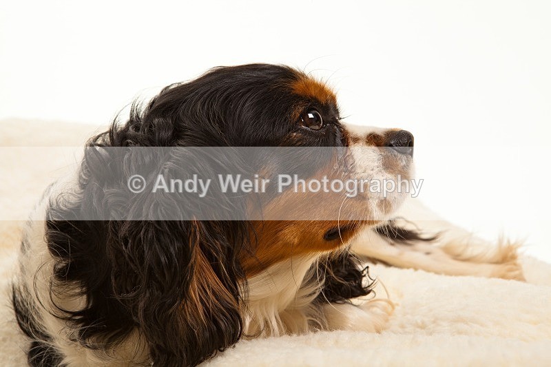 20120304-_MG_9276 - Pets