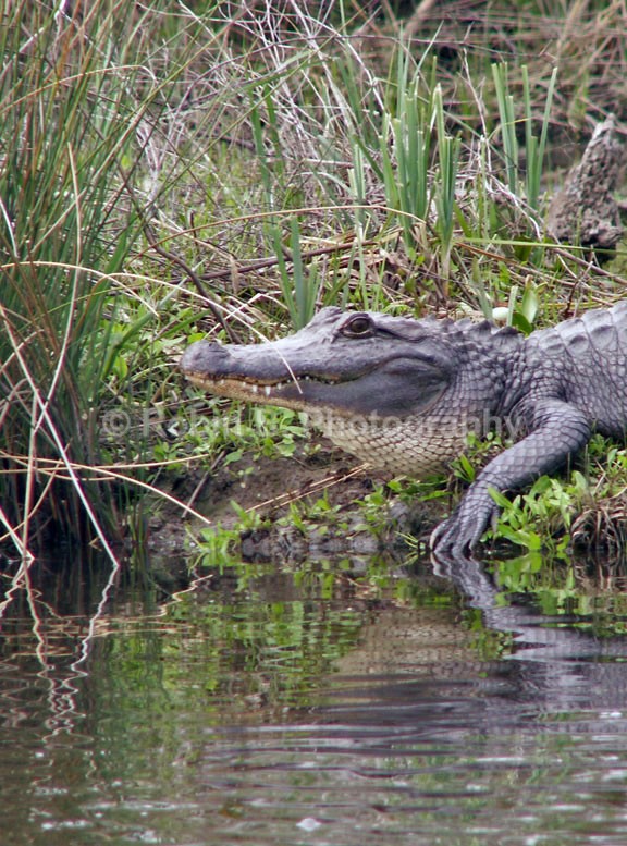  - animals and wildlife