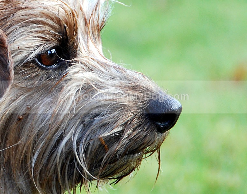 - Norfolk Terriers