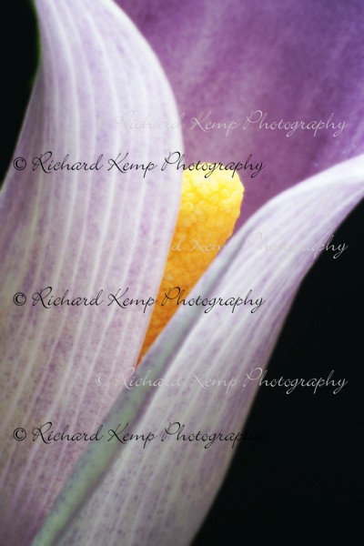 Cala Lily - Fine Art