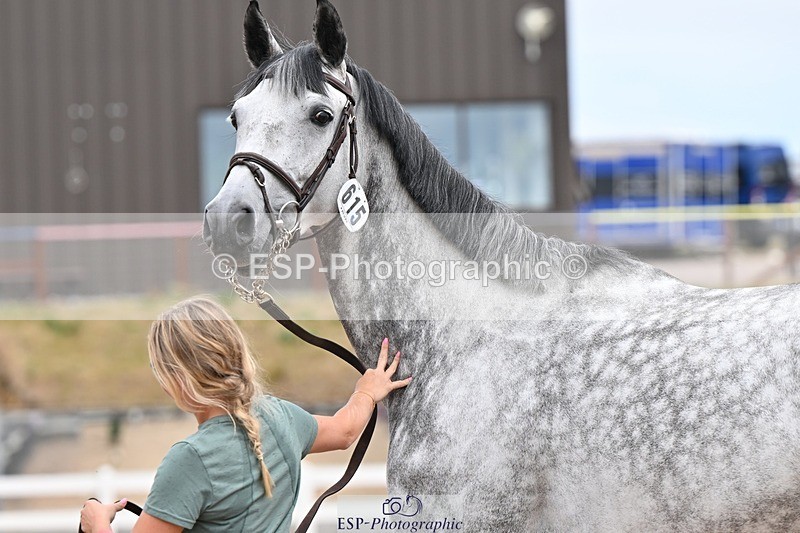 250716-143610-01238 - Trot Up 2.30 to 3.30