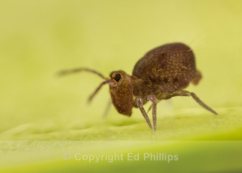 Dicyrtoma fusca - Dicyrtoma fusca