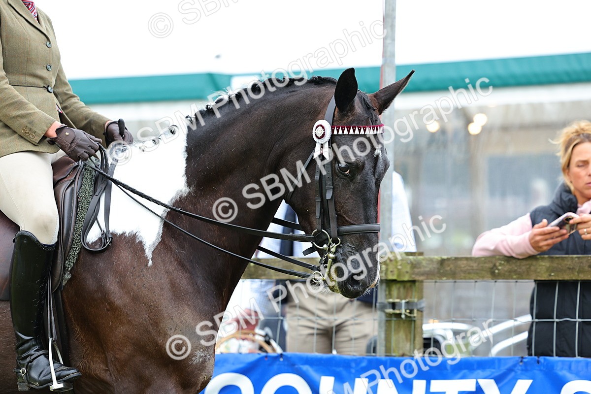 SBM_02461 - Class 9-11 Side Saddle including LIHS Rising Star Ladies Show Horse