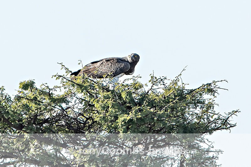 Martial Eagle - Etosha National Park ~ Birds