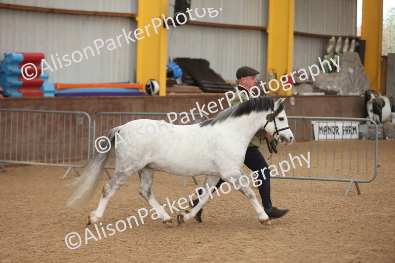 20251109-0519 - Class 20 - Stallions 4 Years and over