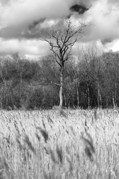  - Black and White