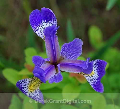 Blue Flag Iris