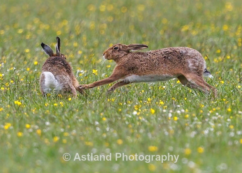 Brown Hare - Latest Images