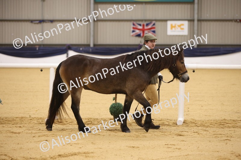 20260913-1043 - Class 109 - Bred On Exmoor In Hand