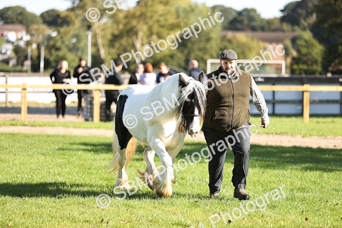 SBM_15911 - S1 - TSR in Hand Horse & Pony Showing