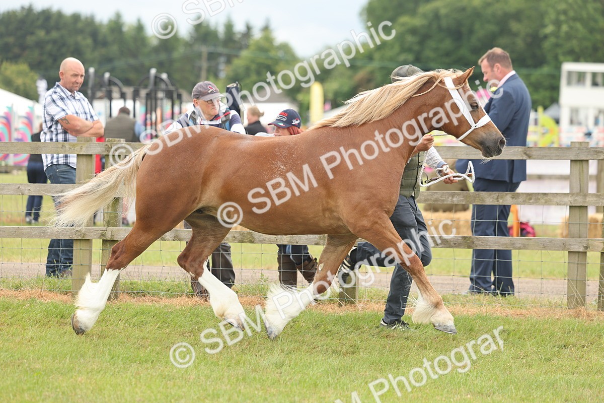 SBM_05000 - Class 50-57 - M&M Welsh Pony In Hand