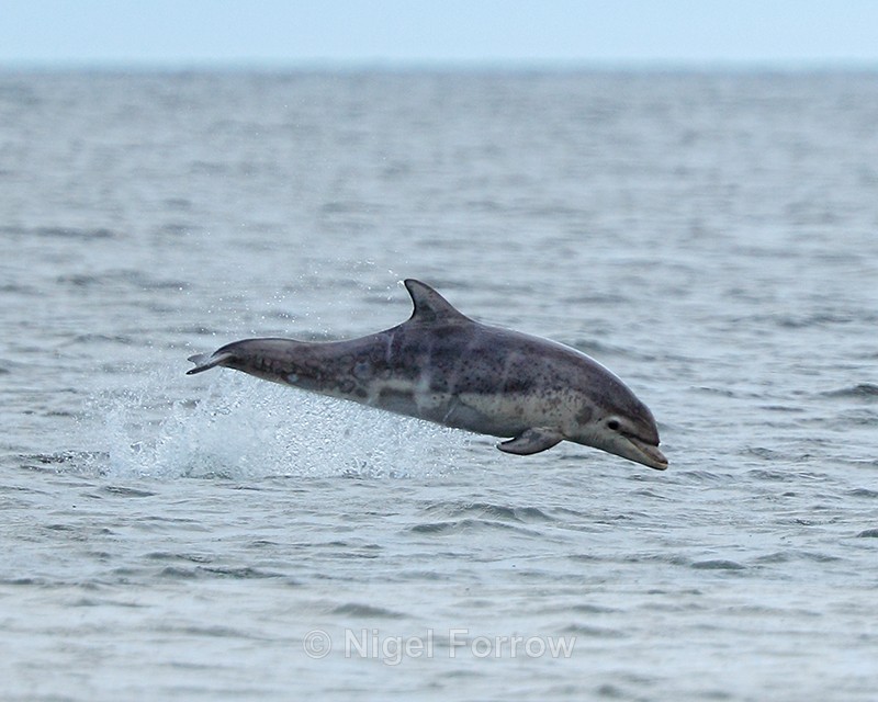 Bottlenose Dolphin breaching, Chanonry Point, Scotland - Dolphin