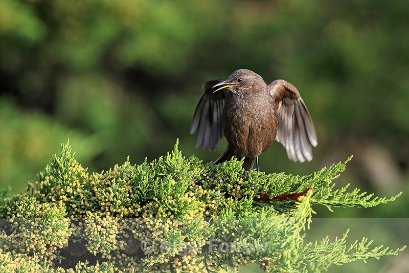 Blackish Cinclodes performing song display, Carcass Island, Falklands - Tussockbird (Blackish Cinclodes)