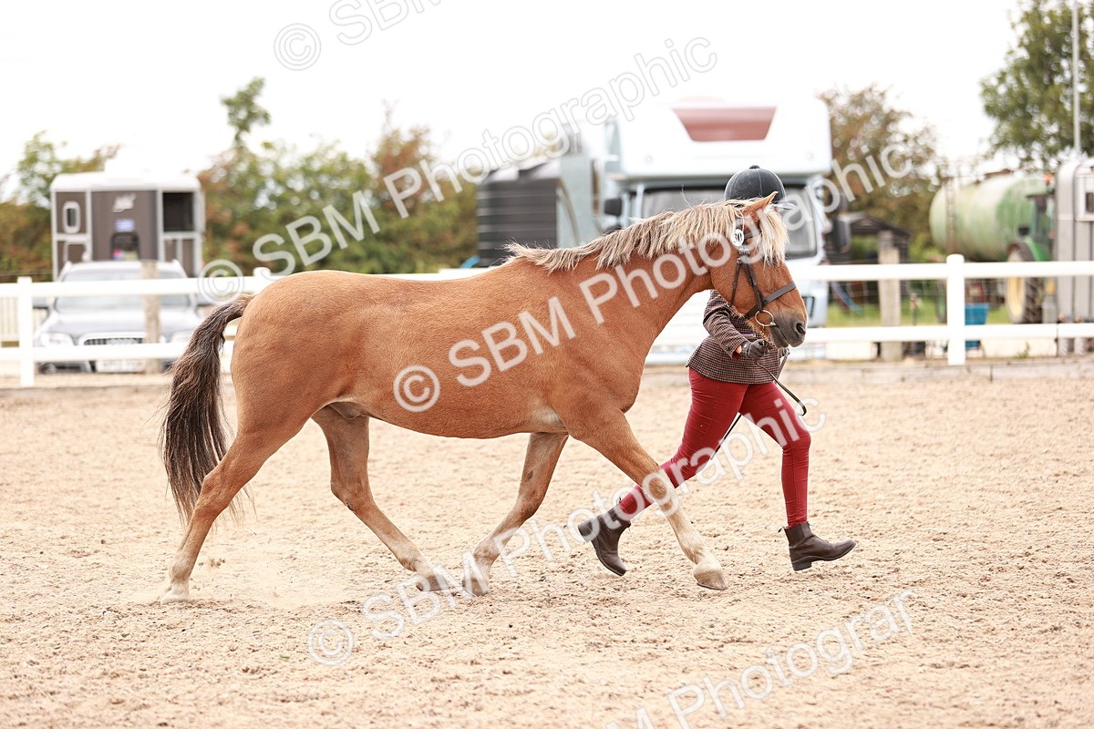 SBM_16895 - Class 415 - Horse-Pony Judge would most like to take home