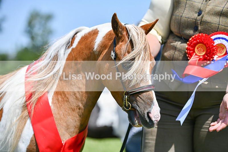DSC_7290 - Miniature Horse Championship