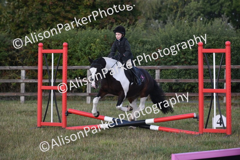 20250831-0447 - Class 7 - Absolute Novice 35cm