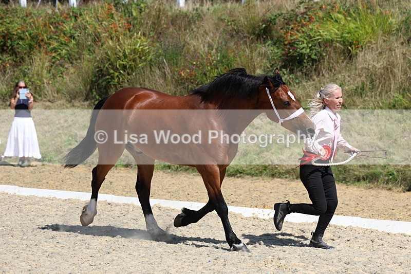 3E7A9825 - In Hand Championship