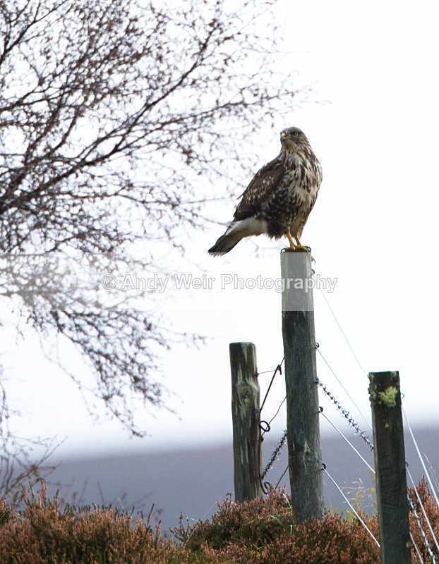 20101030-2983 - Common Buzzard