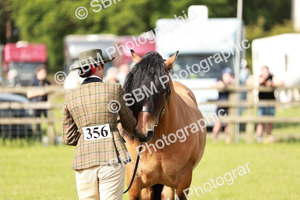 SBM_00813 - Class 14-23 - Mountain & Moorland In Hand Non Welsh