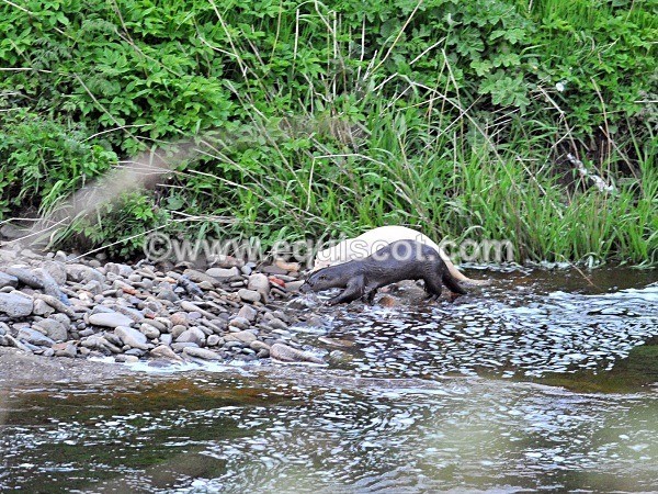 equiscot 2177 - ALBINO OTTERS - SCOTLAND