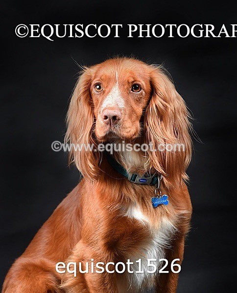 equiscot1526 - COOPER