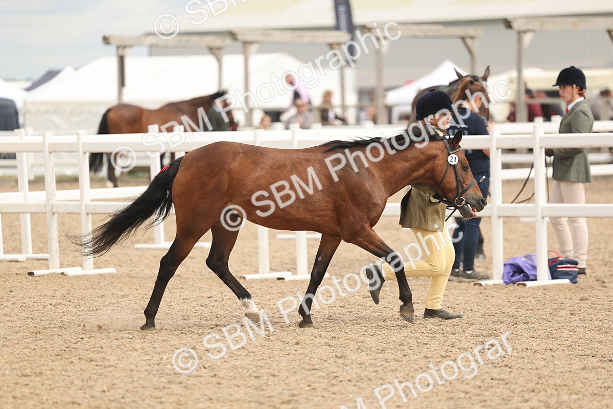 SBM_16969 - Class 312 - IH Competition Horse-Pony