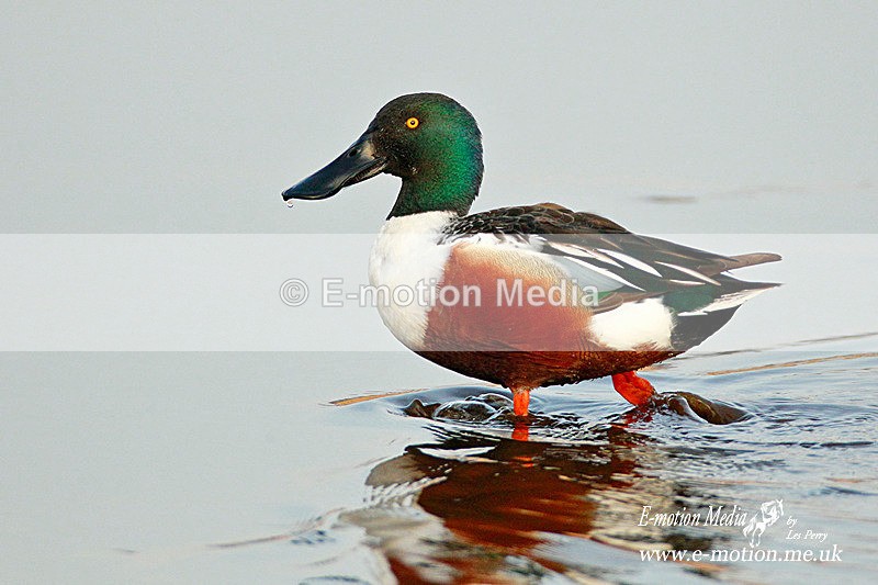 Shoveler m 300412  67a - Nature