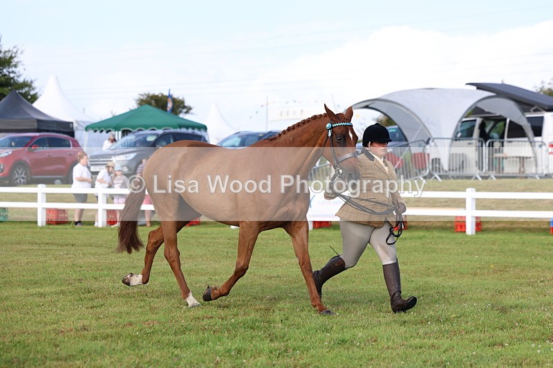 3E7A8361 - Class 2: Rising Star Large Hack/Riding Horse