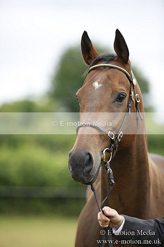 BVR160717-49 - Ring 1 BVRC Show 16/07/17