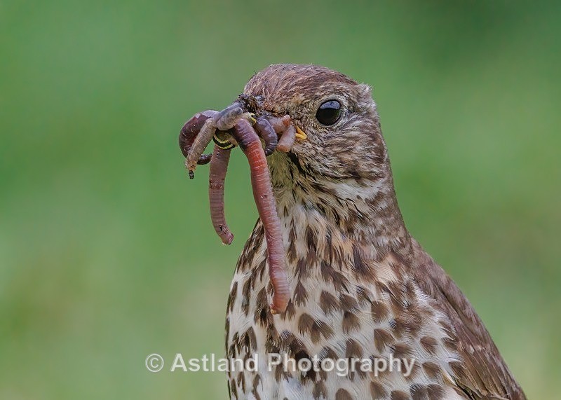 Song Thrush - Latest Images