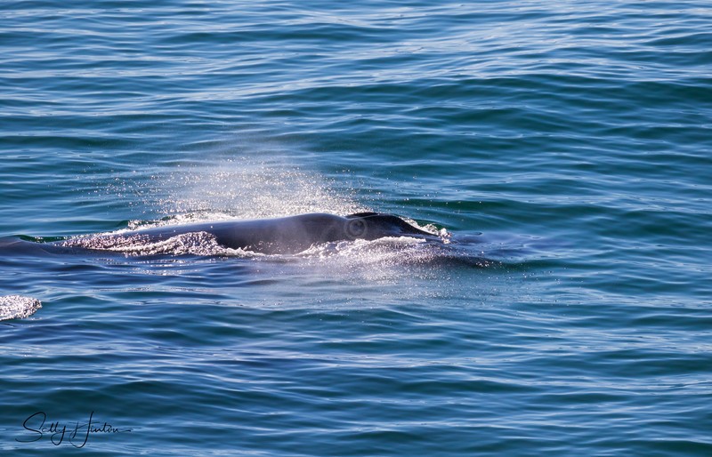 Humpbacks 3
