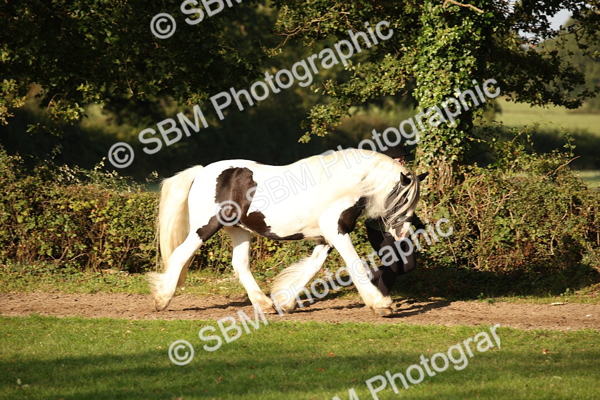 SBM_58672 - S51 - Piebald & Skewbald Horse In Hand