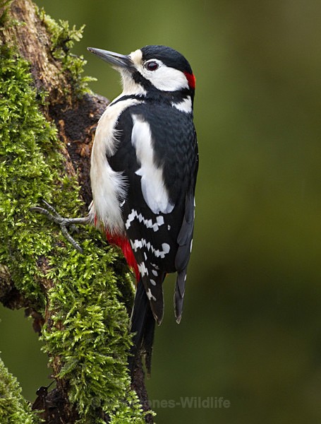 GS WOODPECKER (Chap) REF WOOD 14 - 'WOODPECKERS'(Greater spotted woodpecker)