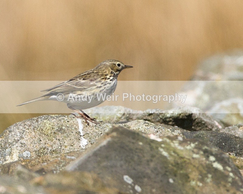 20110502-IMG_5320 - Pipits & Wagtails