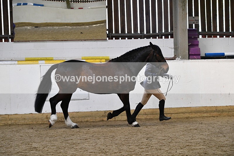 WJ5_5660 - Morning in hand Championship