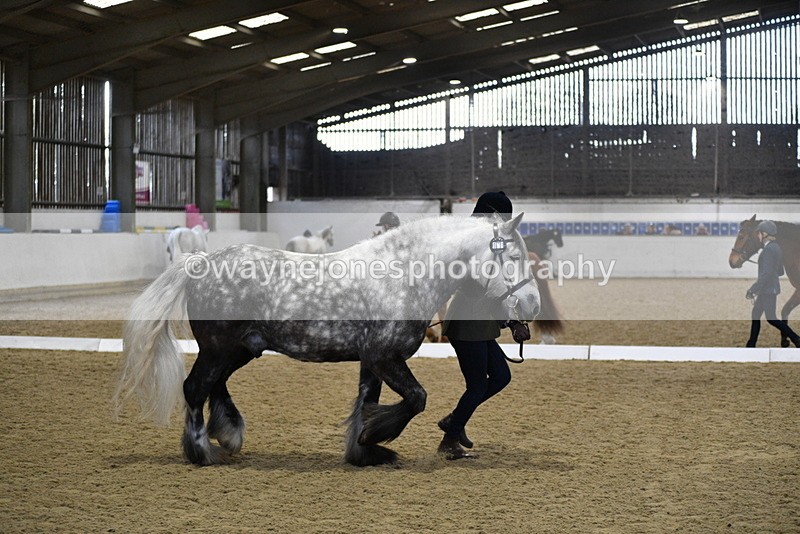 WJ5_4312 - Class 6 In hand M&M - Large Breeds