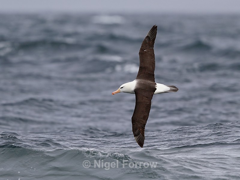 Black-browed Albatross at sea, The Falkland Islands - Black-browed Albatross