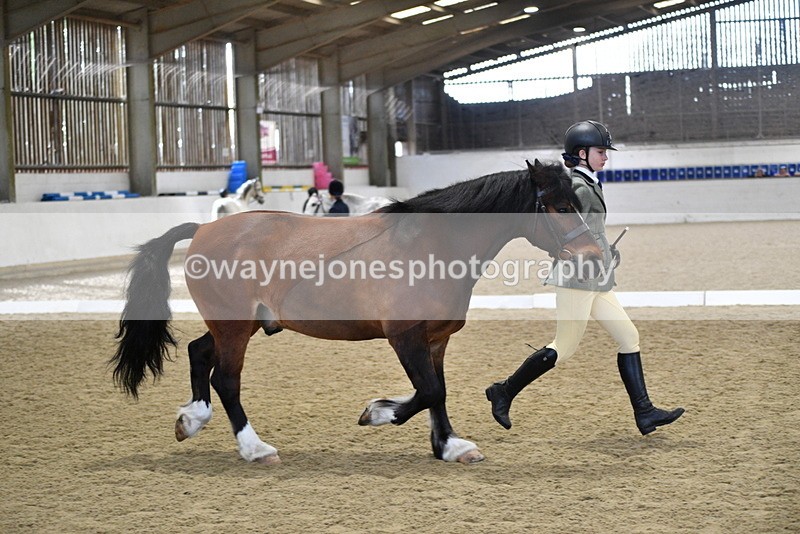 WJ5_4285 - Class 6 In hand M&M - Large Breeds