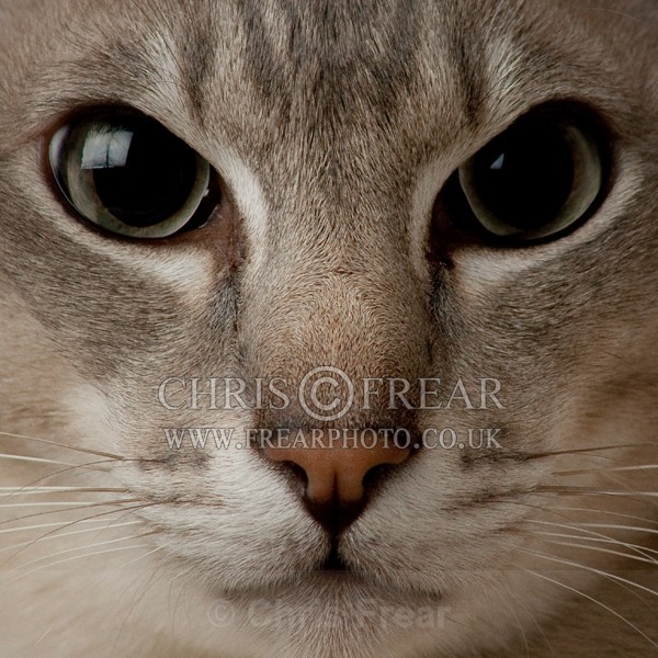 Mouse Eye View of Cat - Cats