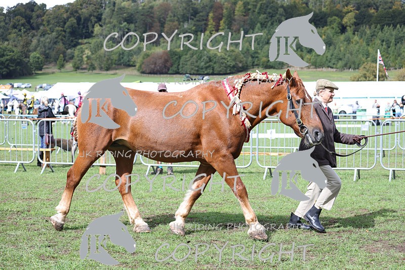 APP_3389 - Class 5 In Hand Championship