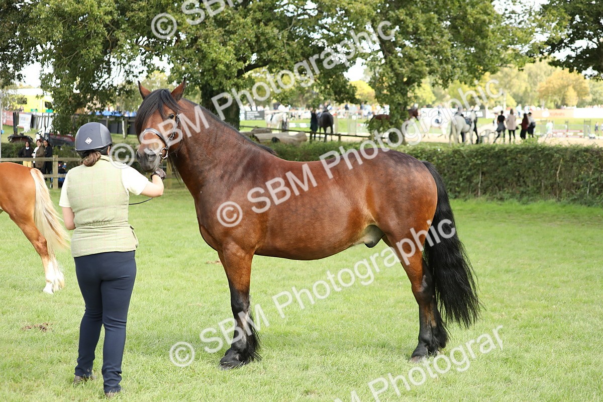 SBM_65493 - S47 - Mountain & Moorland In Hand Large Breeds